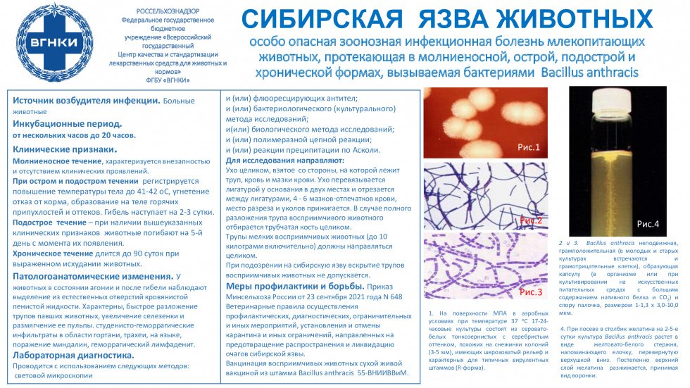 Сибирская язва животных
